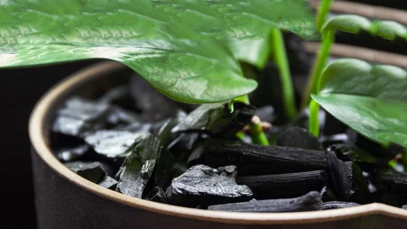 Activated Charcoal is good for houseplant and orchid