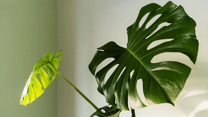 measure light for the Monstera