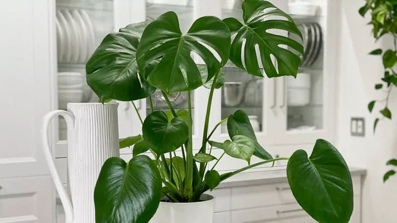 Type of light that Monstera plant needs