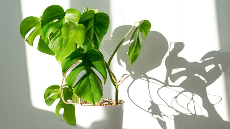 Signs show excessive light for Monstera