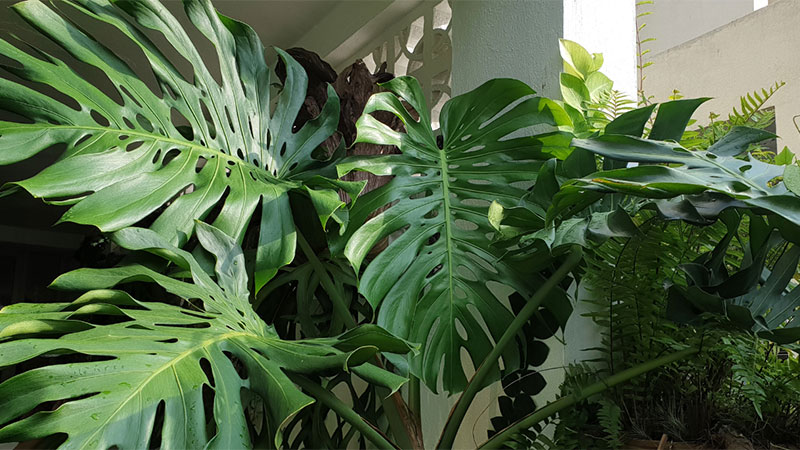 Signs show inadequate lighting for Monstera