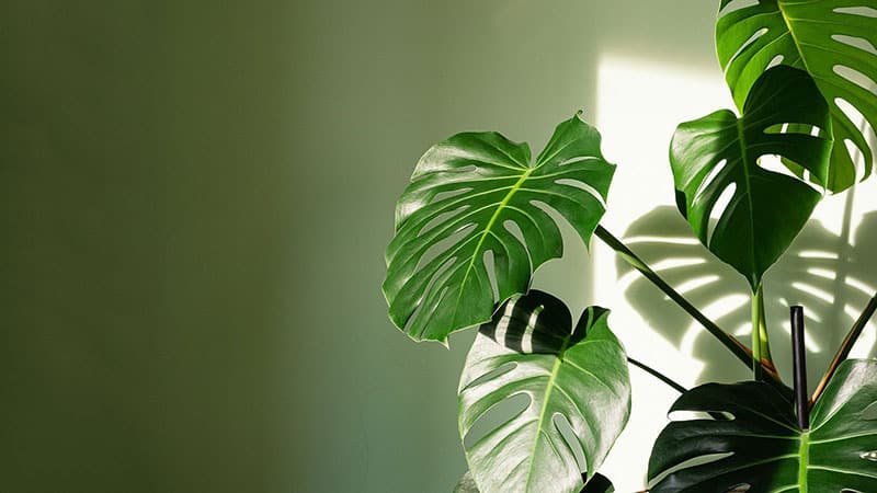 Providing Adequate Monstera Light Needs Indoors