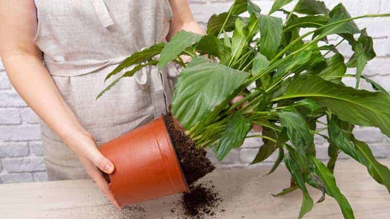 Prepare for repotting peace lilies