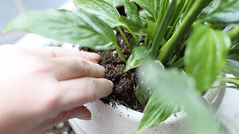 benefit of repotting peace lily