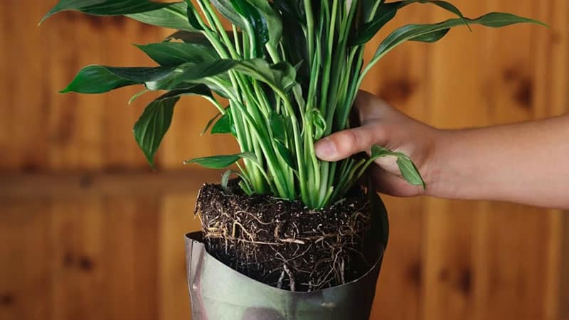 When to repot peace lilies