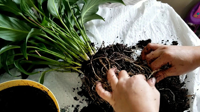 Care after repotting is important