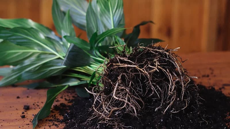 Peace lily gets problems after repotting