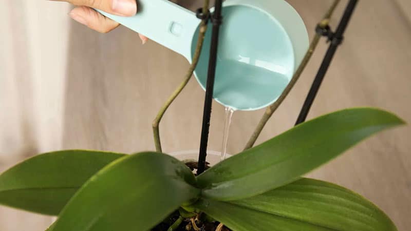 Signs show that your Orchid needs watering