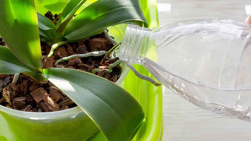 Signs Your Orchid Has Been Overwatered