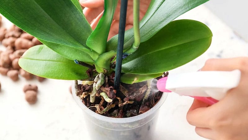 How to water Orchids 