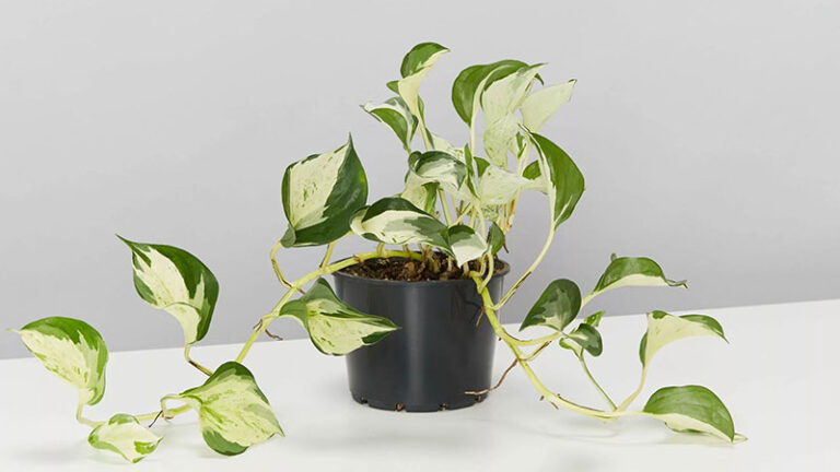 how-to-care-Manjula-Pothos