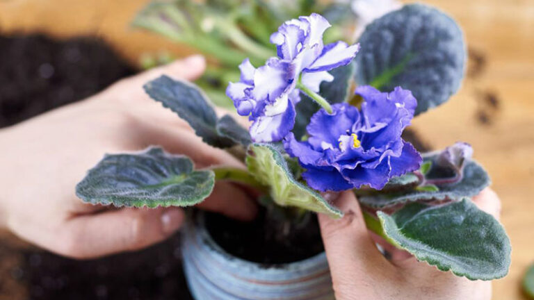 How to repot Afican Violet properly