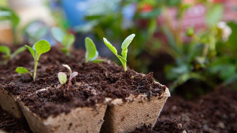 best-potting-soil-for-indoor-plants