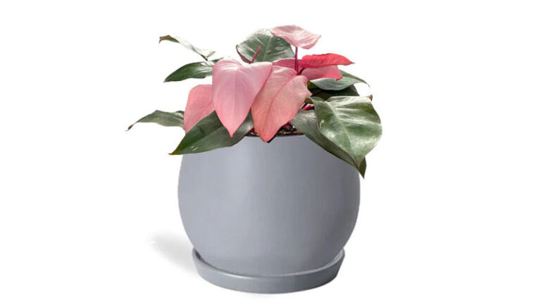 Pink-Princess-Philodendron-indoor-plant