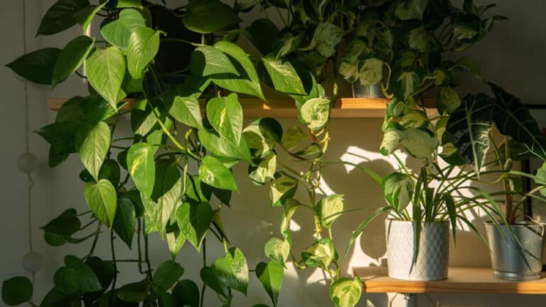 meeting-pothos-light-requirements