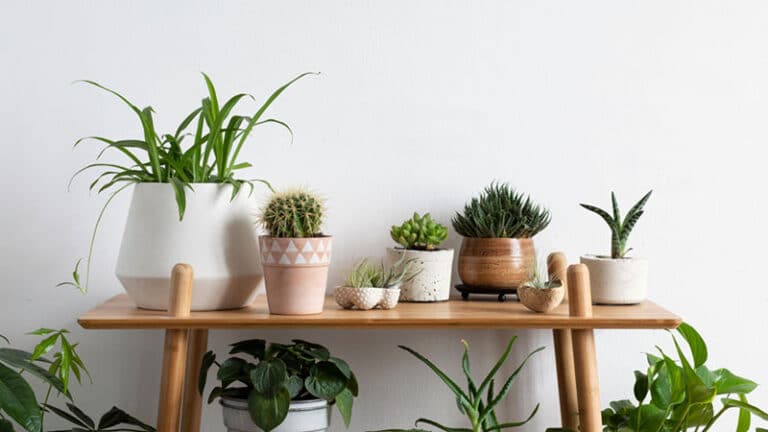 listing 30 popular small indoor plants