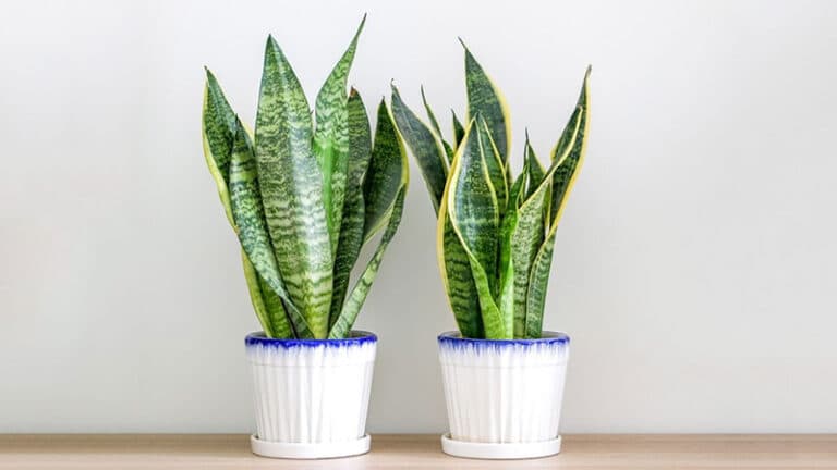 snake plant fertilizer