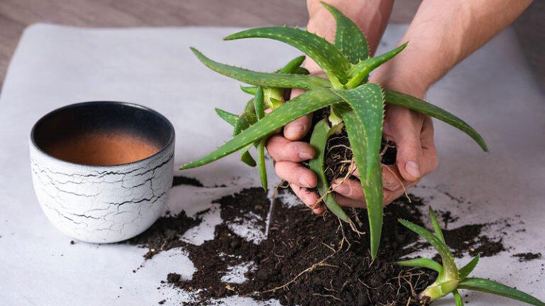 How to repot aloe vera plant properly