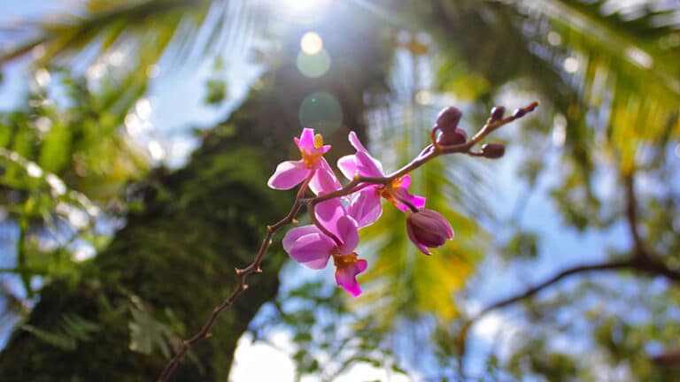 orchid-light-needs-for-blooming