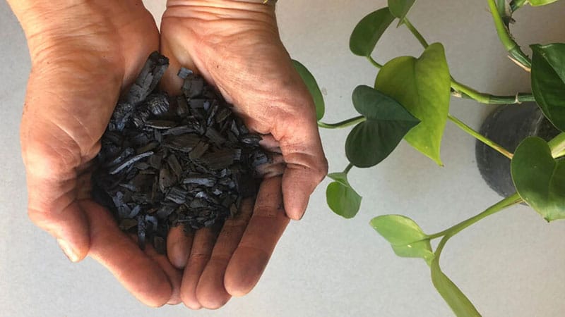 Using activated charcoal for plants