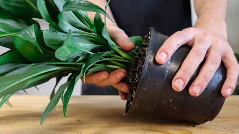 Repotting peace lily properly