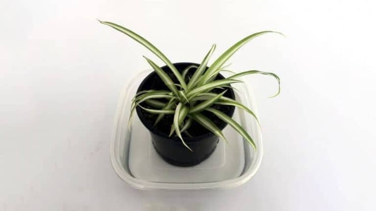 watering spider plant propperly